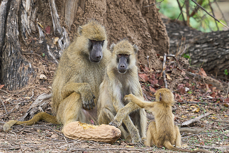  - South Luangwa National Park - November 2024