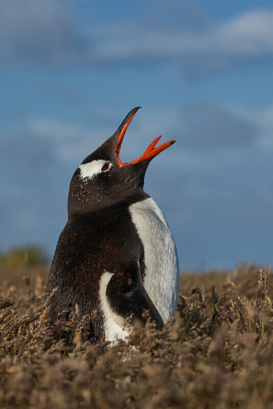 05 - ARPS Panel - Wildlife of the Falkland Islands