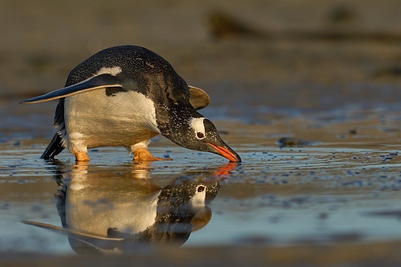Gentoo Penguin - Falkland Islands - Oct 23