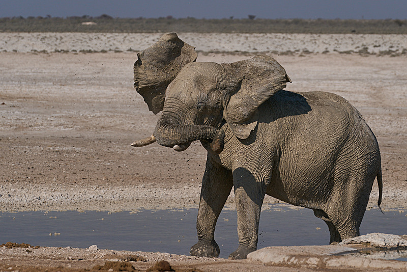  - Etosha National Park - September 2024