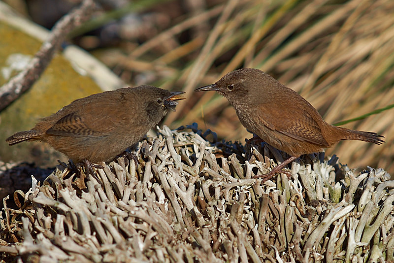 Cobb's Wren - Sea Lion Island