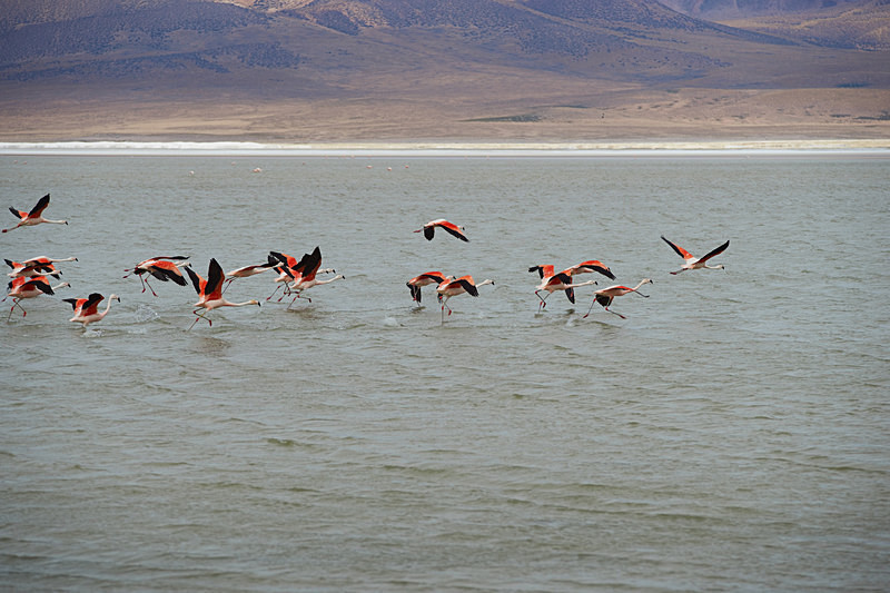 Chilean Flamingos in Flight - Wildlife of Chile