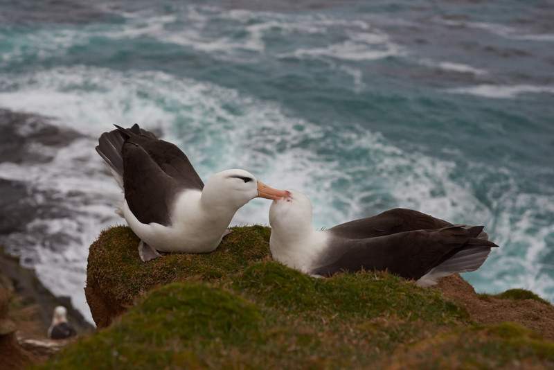 Black-browed Albatross - Saunders Island