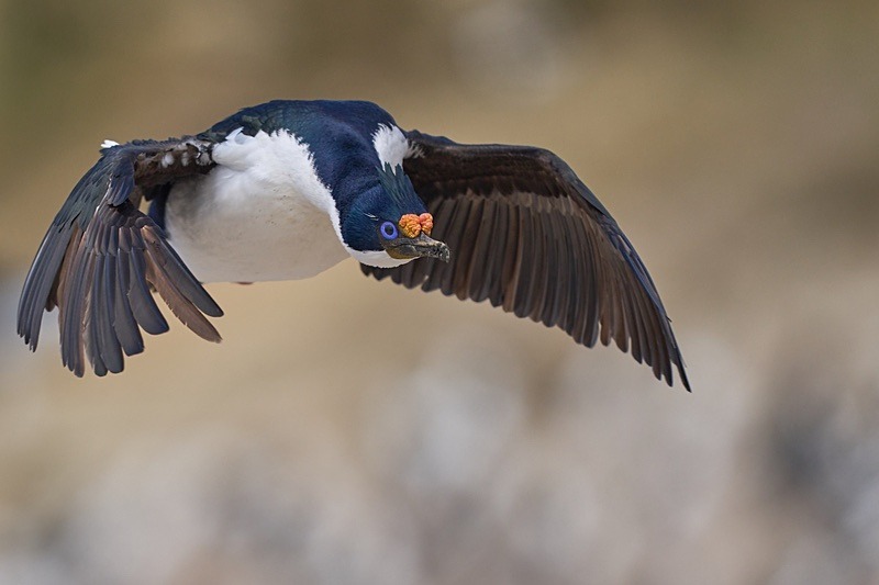 Imperial Shag - Falkland Islands - Oct 23