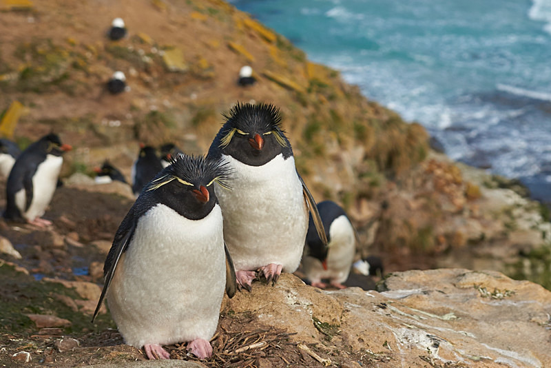 Rockhopper Penguins - Saunders Island