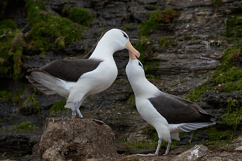 06 - ARPS Panel - Wildlife of the Falkland Islands