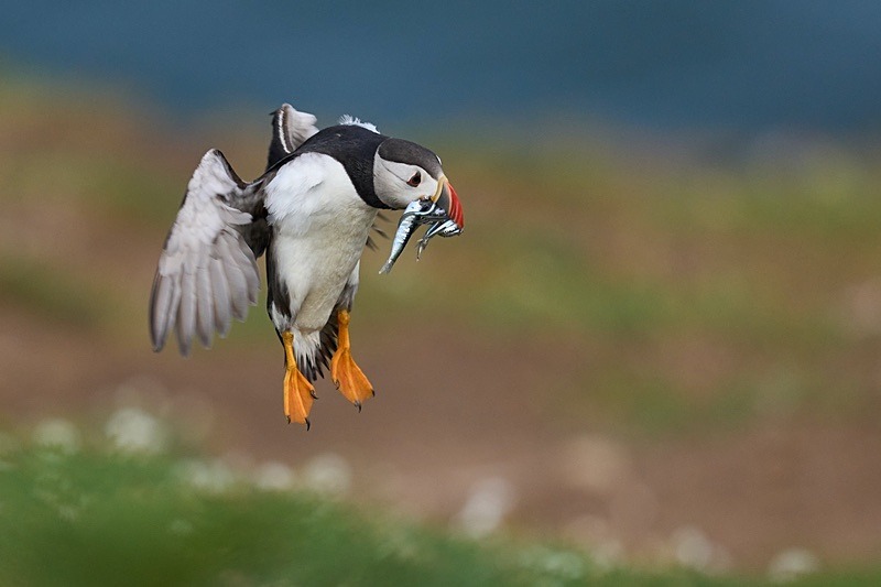Atlantic Puffin - Puffins of Skomer