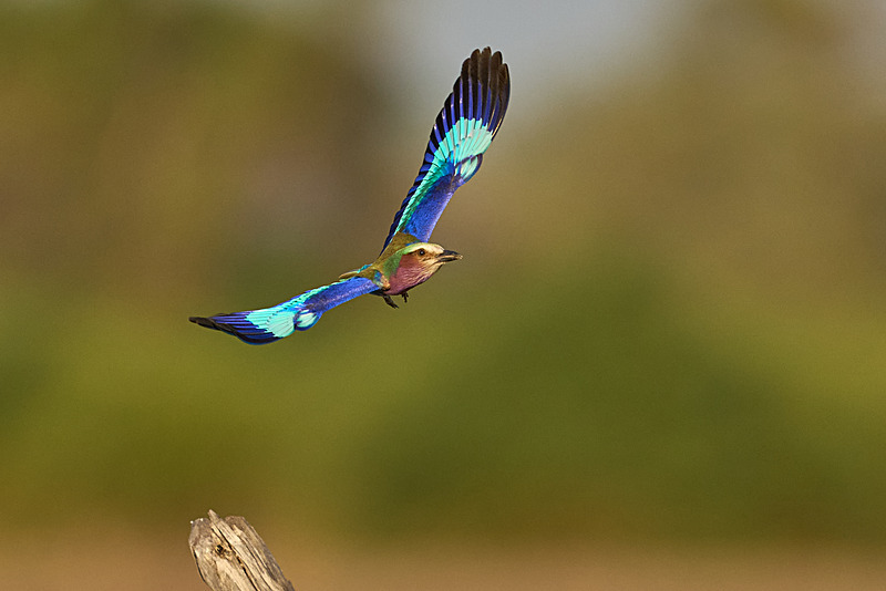  - South Luangwa National Park - November 2024