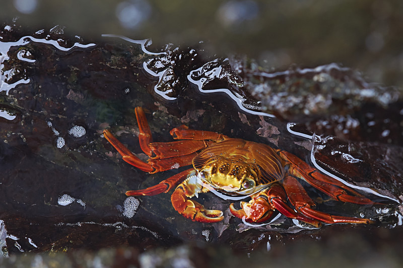 Sally Lightfoot Crab - Wildlife of Chile