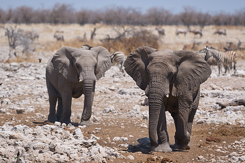  - Etosha National Park - September 2025