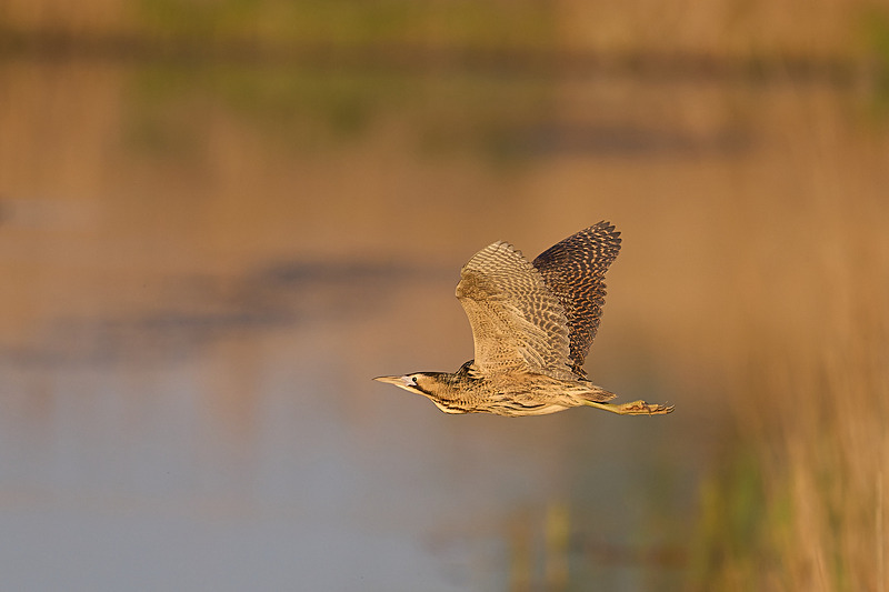  - Wildlife of the Somerset Levels
