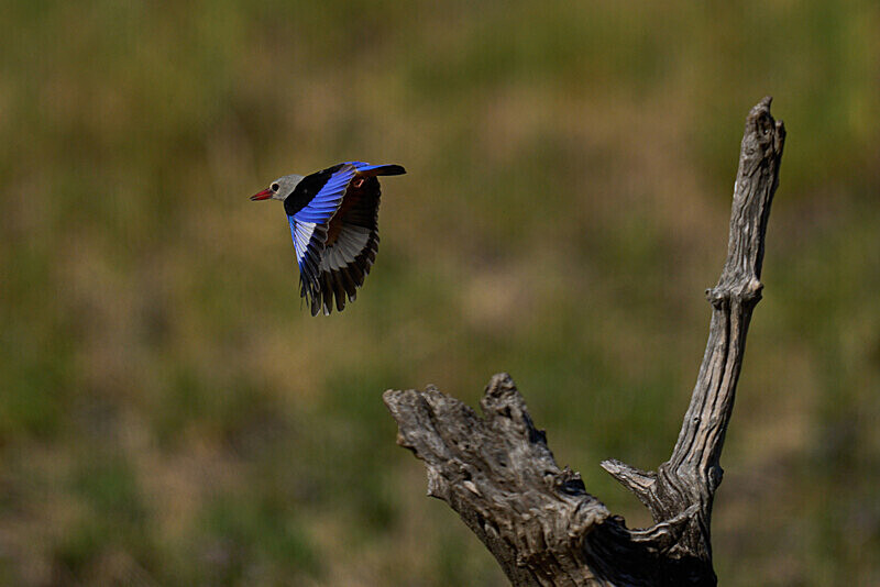 Brown-hooded Kingfisher - South Luangwa National Park - April 2024