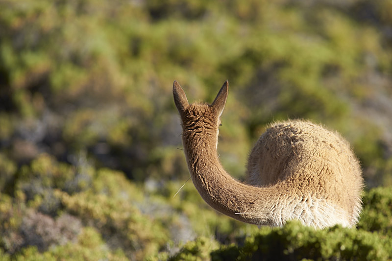 Vicuna - Wildlife of Chile