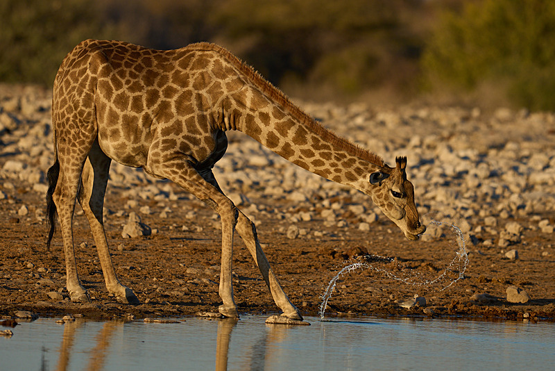  - Etosha National Park - September 2024