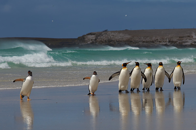 Penguin Beach - Volunteer Point