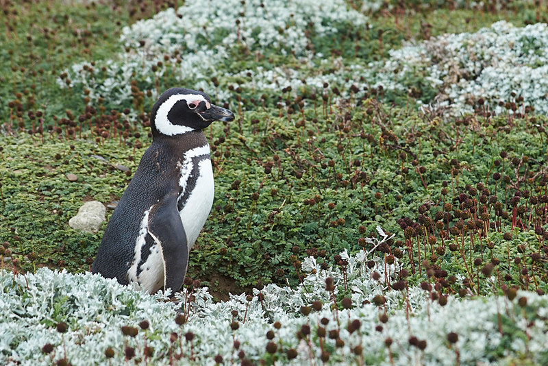 Penguin Colony at Punta Arenas - Punta Arenas