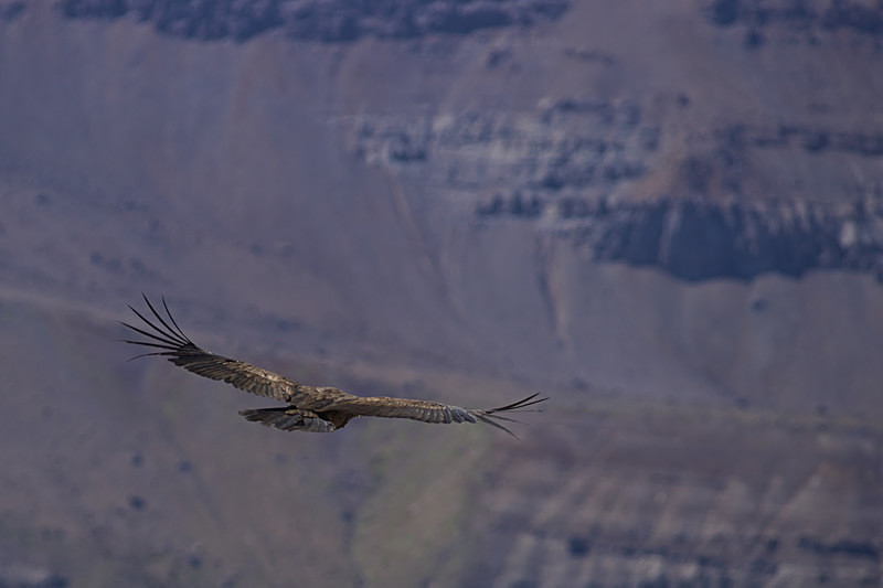 Andean Condor - Wildlife of Chile