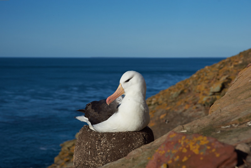 Black-browed Albatross - Saunders Island