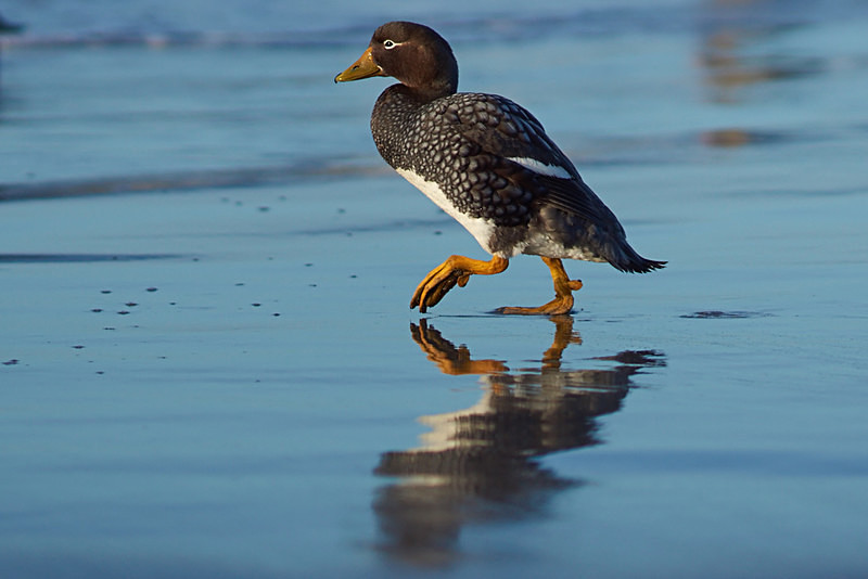 Falkland Steamer Duck - Sea Lion Island