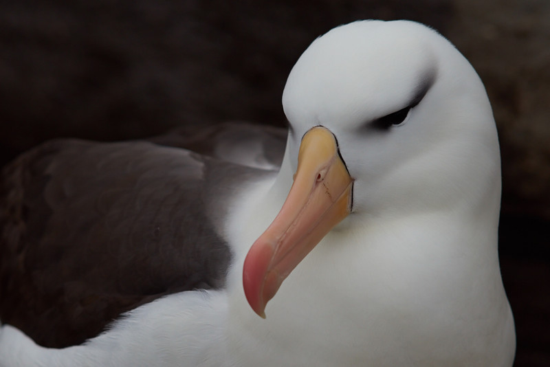 Black-browed Albatross - Saunders Island