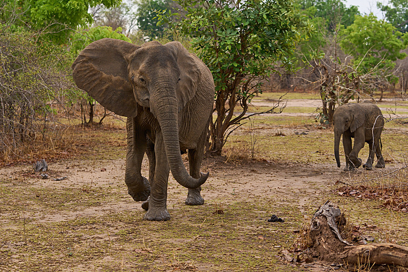  - South Luangwa National Park - November 2025