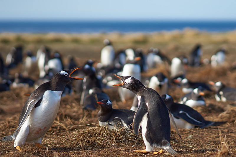 Gentoo Penguins Squabbling - Sea Lion Island