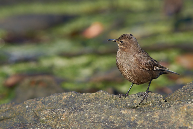 Tussacbird - Carcass Island