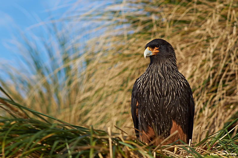 Striated Caracara - Sea Lion Island