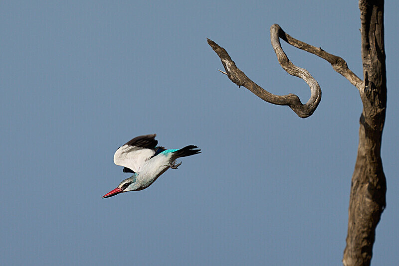 Woodland Kingfisher - South Luangwa National Park - April 2024