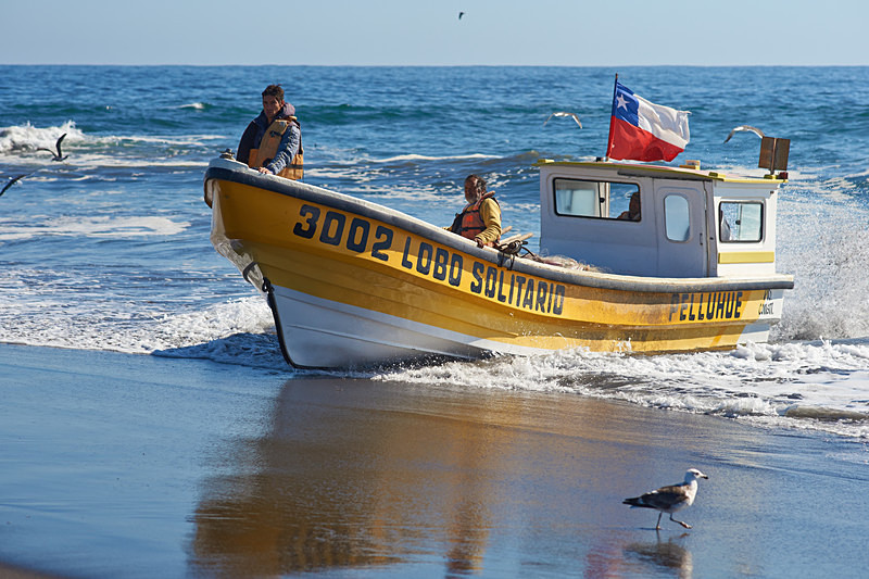 Fishing Boat Coming Ashore - Coastal Chile