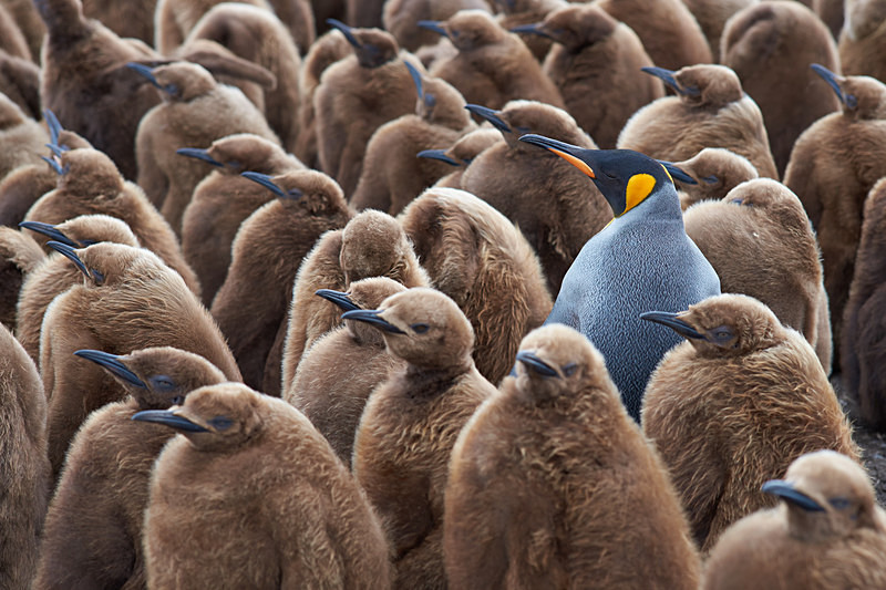 Odd One Out - Volunteer Point