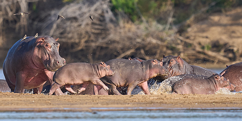  - South Luangwa National Park - May 2025