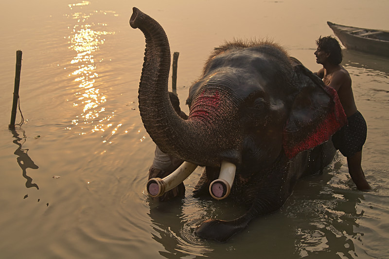 Elephant Bath Time - India
