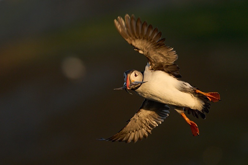 Atlantic Puffin - Puffins of Skomer