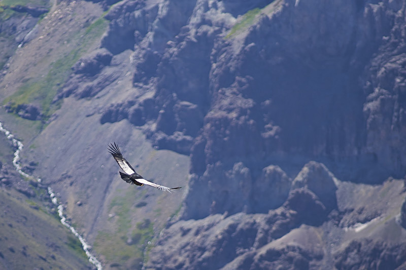 Andean Condor - Wildlife of Chile