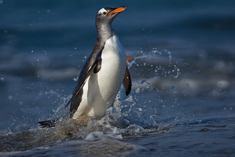 Gentoo Penguin - Sea Lion Island