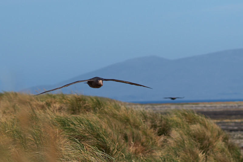 Southern Giant Petrel in Flight - Carcass Island