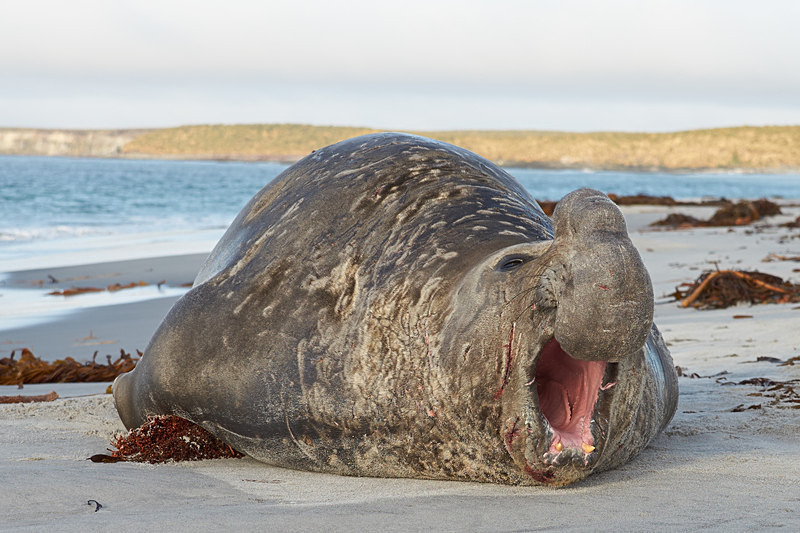 Elephant Seal - Sea Lion Island