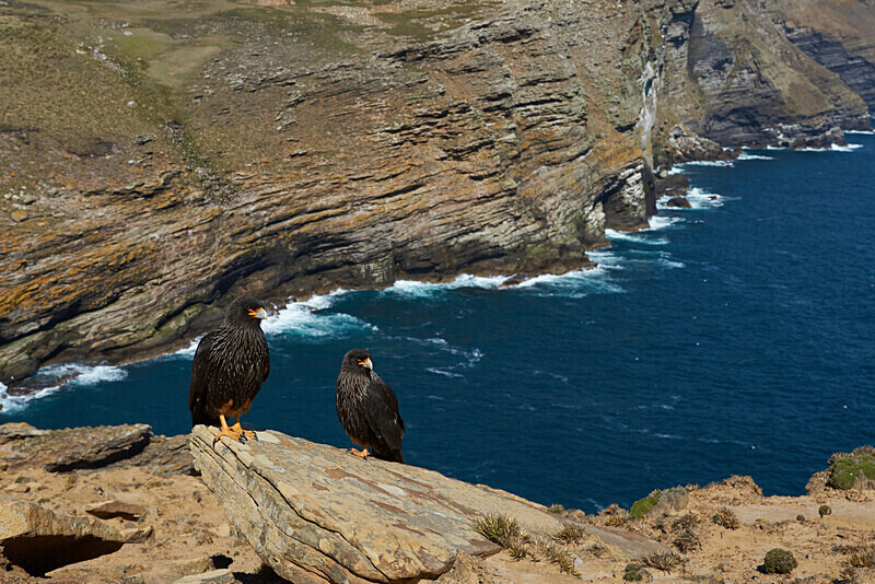 09 - ARPS Panel - Wildlife of the Falkland Islands