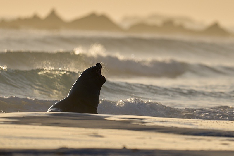 Southern Sea Lion - Falkland Islands - Oct 23