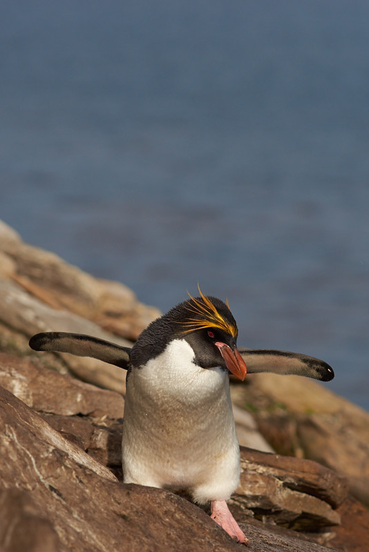 Macaroni Penguin - Saunders Island
