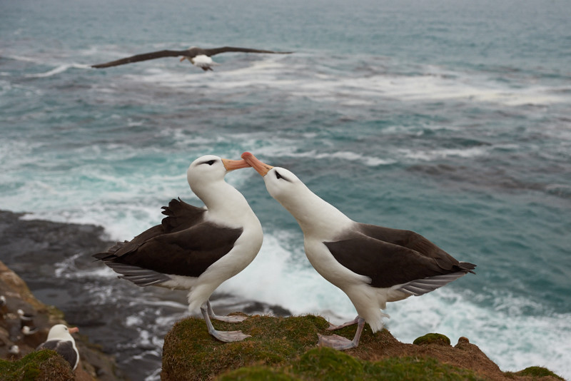 Black-browed Albatross - Saunders Island