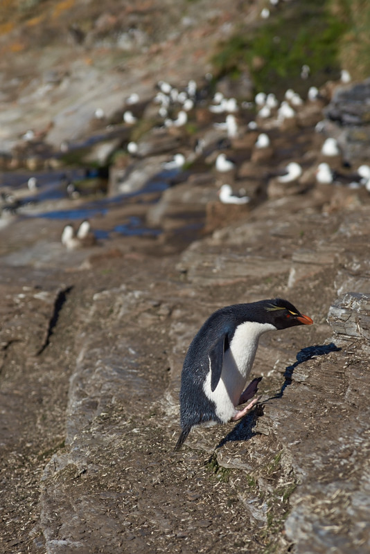 Rockhopper Penguin - Saunders Island