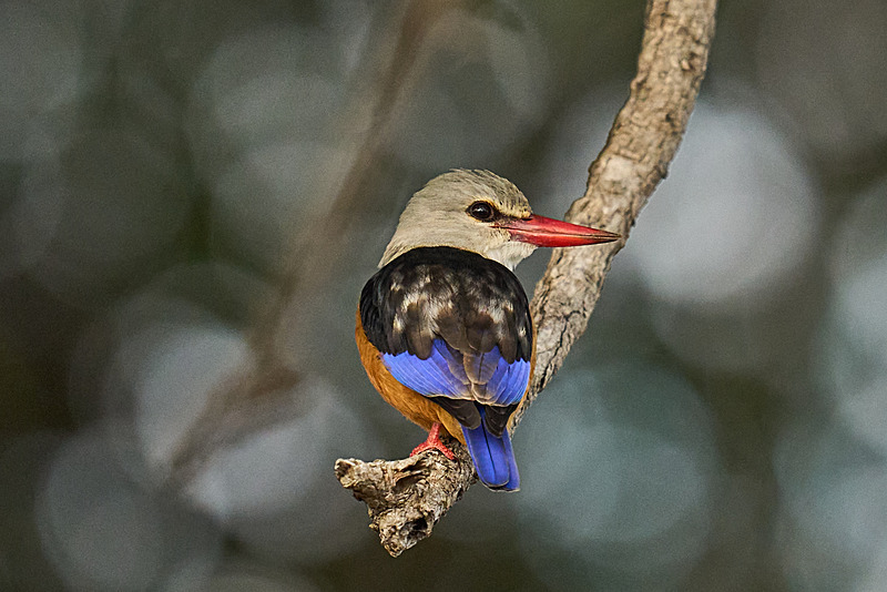  - South Luangwa National Park - May 2025