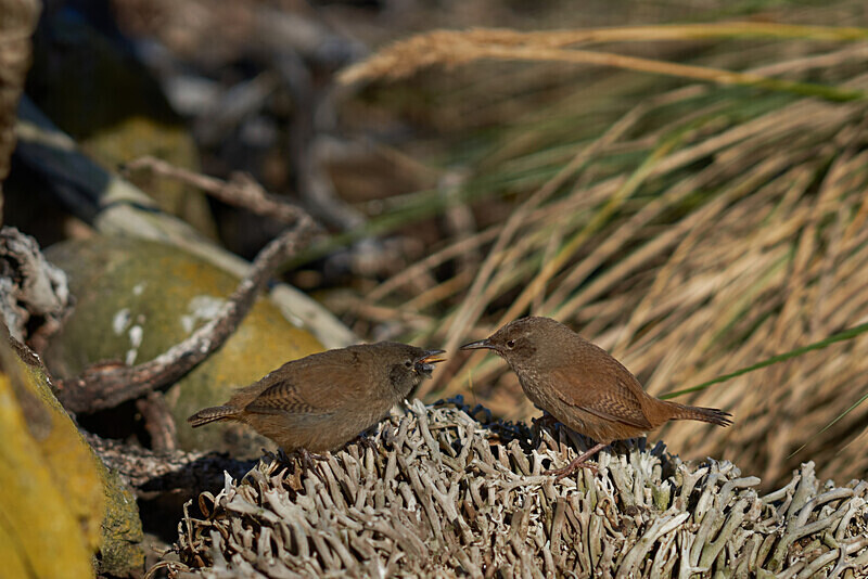 11 - ARPS Panel - Wildlife of the Falkland Islands