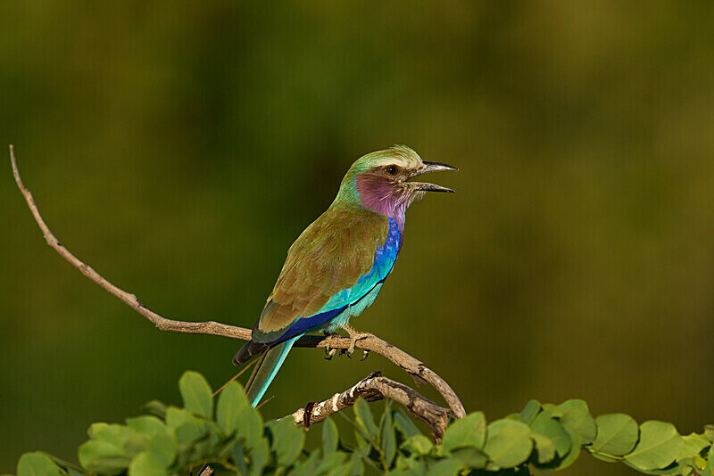 Lilac Breasted Roller - South Luangwa National Park - April 2024