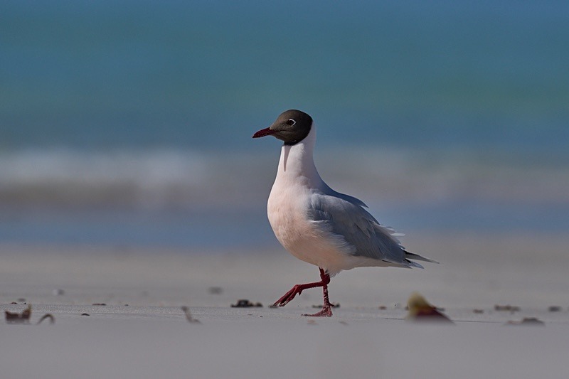 Brown-hooded Gull - Falkland Islands - Oct 23