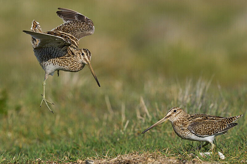 Patagonian Snipe - Falkland Islands Oct 22
