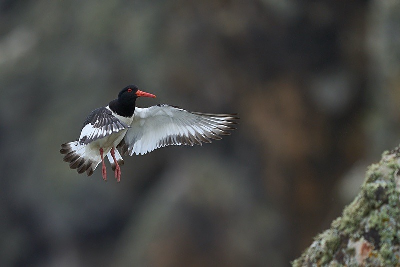 Oystercatcher - Puffins of Skomer