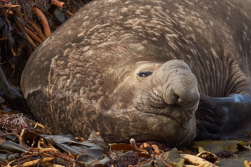 Male Southern Elephant Seal - Sea Lion Island